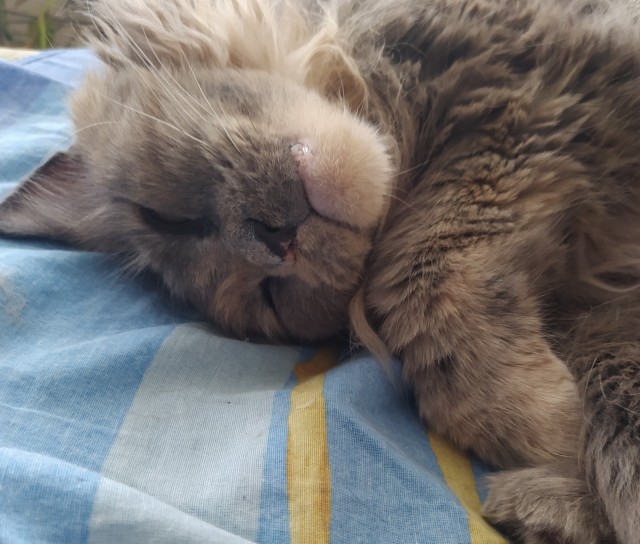 Мой самый первый КОТовторник!
