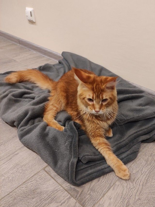 Котовторник 14.09.2021