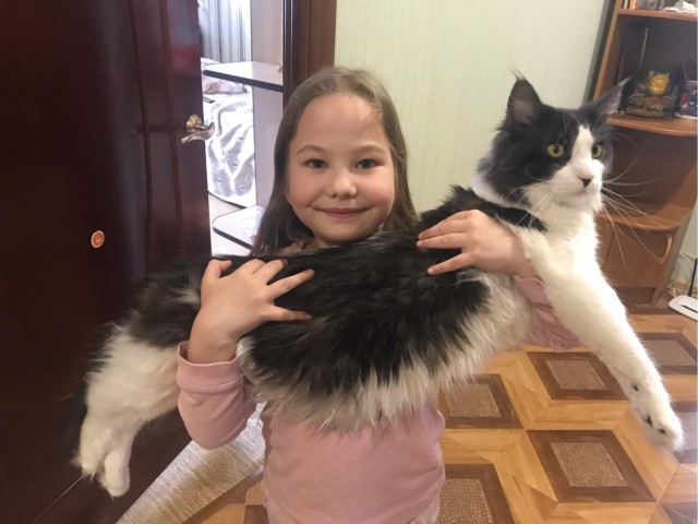Женщина купила котенка, но он вырос почти до размера волка и рычит по ночам
