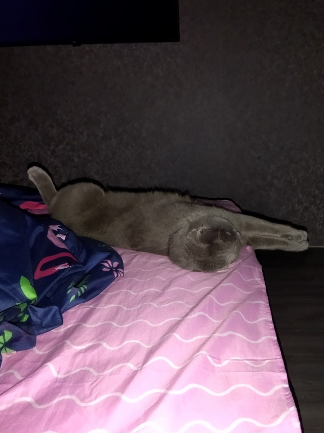 Девушка подстригла кошке шею, чтобы она стала красивее...