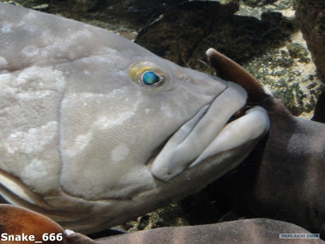 SeaworlD  Япония