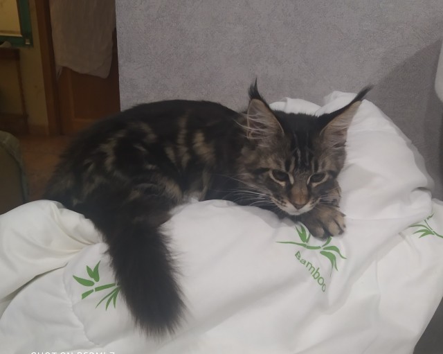 Кошка