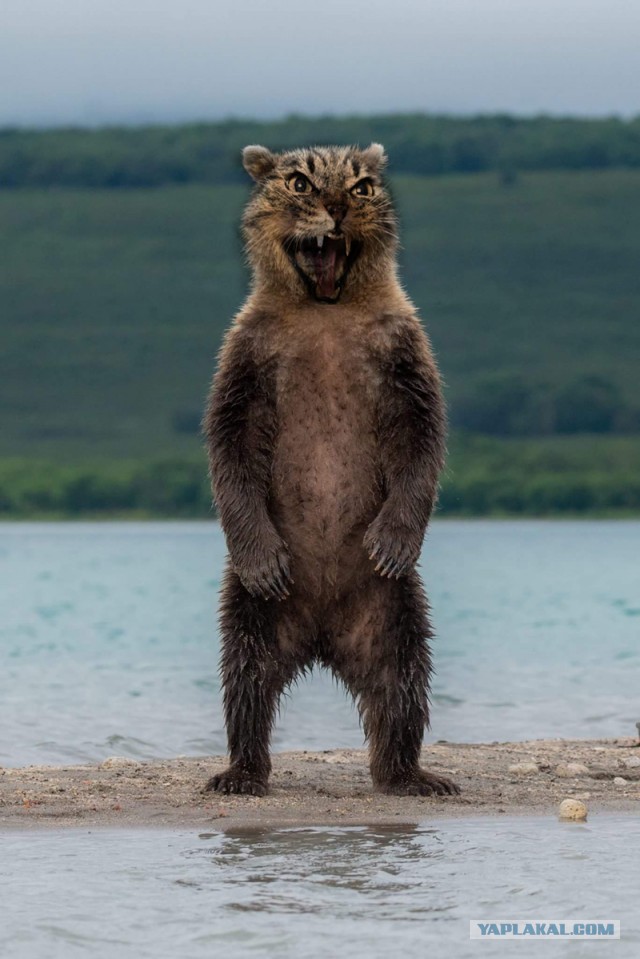 Кот с лампой курит в сторонке