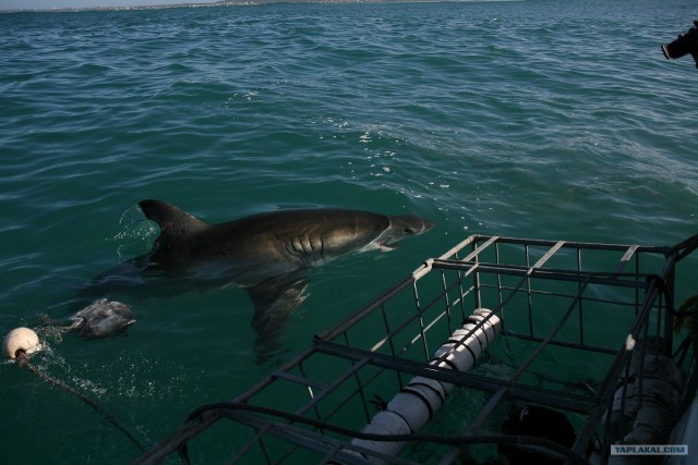 ЮАР, Замбия, Ботсвана