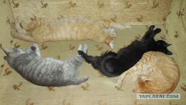 А как спит ваш кошачий?