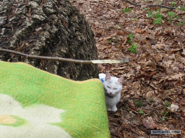 Сало - сила!