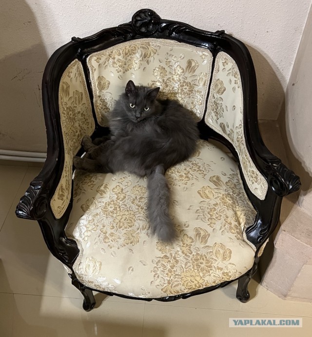 Вторник, сэр кот