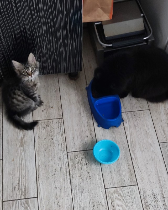 Вторник, ваши коты и кошки в студию