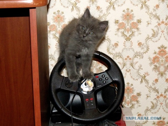 Котовторник  19.03.2013