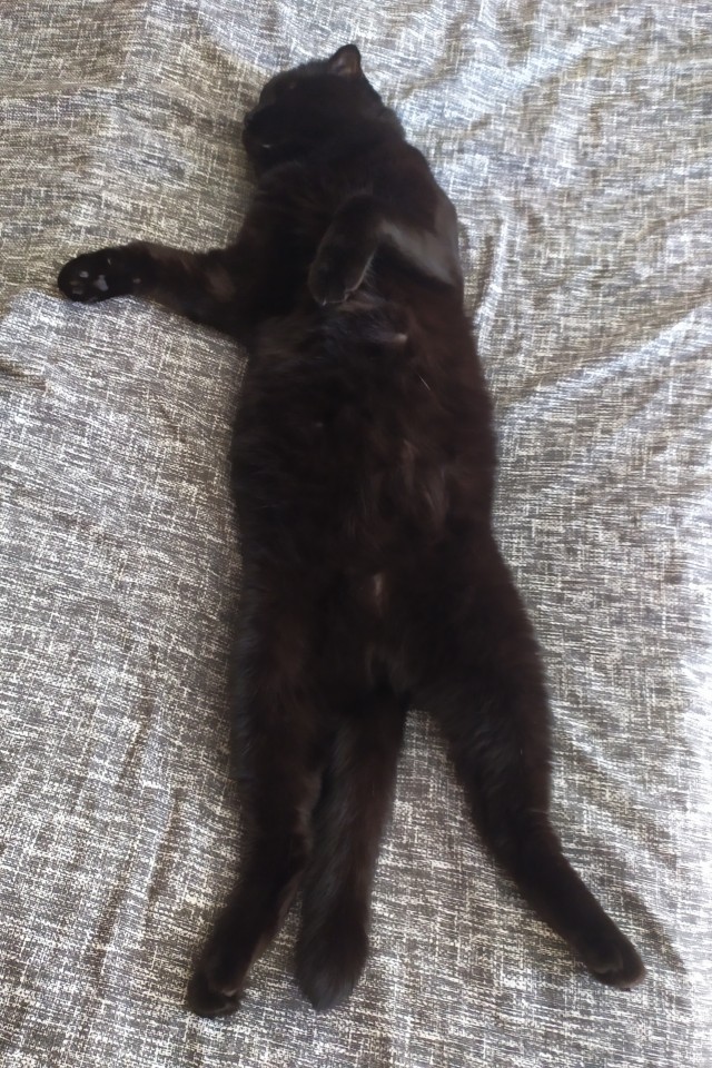 Котовторник, просто Барс