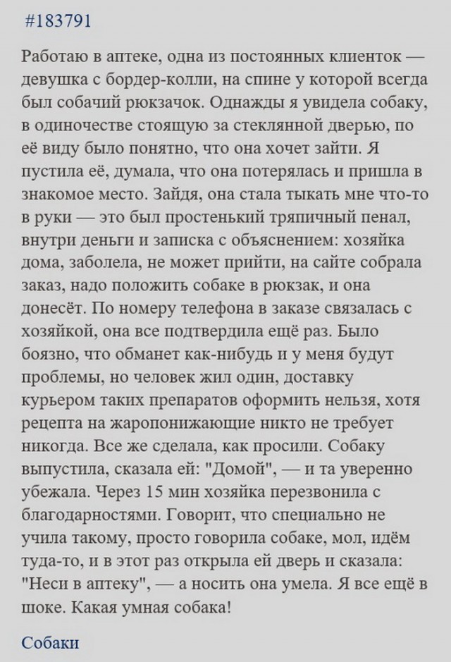 Собака и аптека