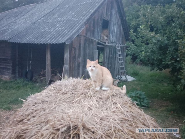 Жизнь домашнего приюта для котеек 455