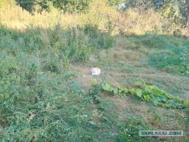 Жизнь домашнего приюта для котеек 462