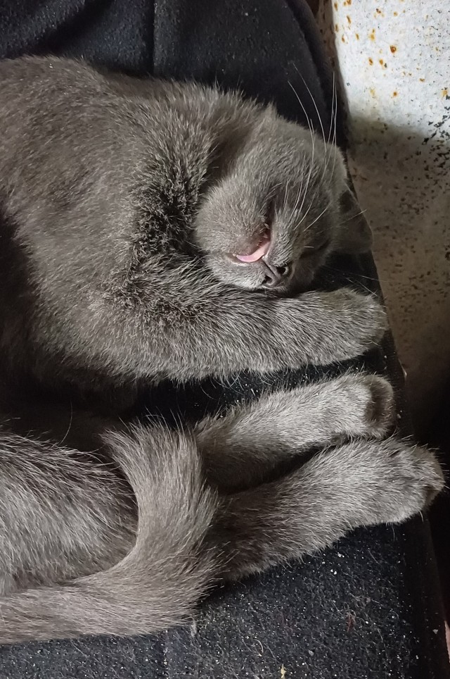 У нас появился кот