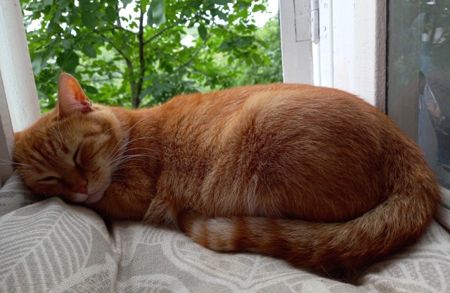 Позы для сна у кошек - что они означают?