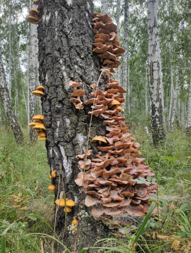 Грибочки. Ленобласть