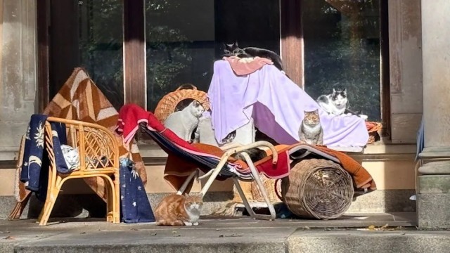 Роскошную виллу на востоке Германии уже 30 лет оккупируют кошки