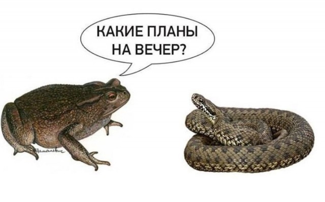 Лебедев показал как можно обращаться к Екатерине Мизулиной