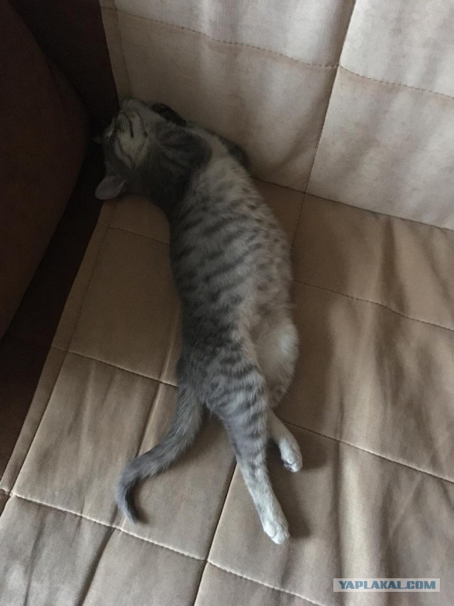На котовторник