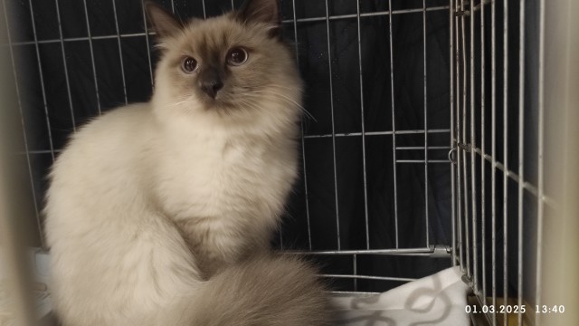 1 марта - день котов и кошек