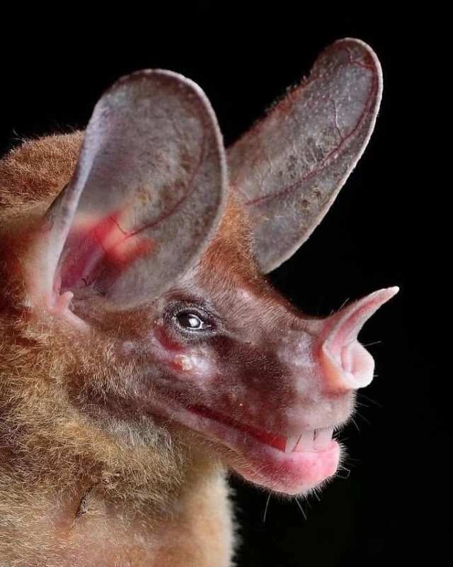 Милые мордашки.