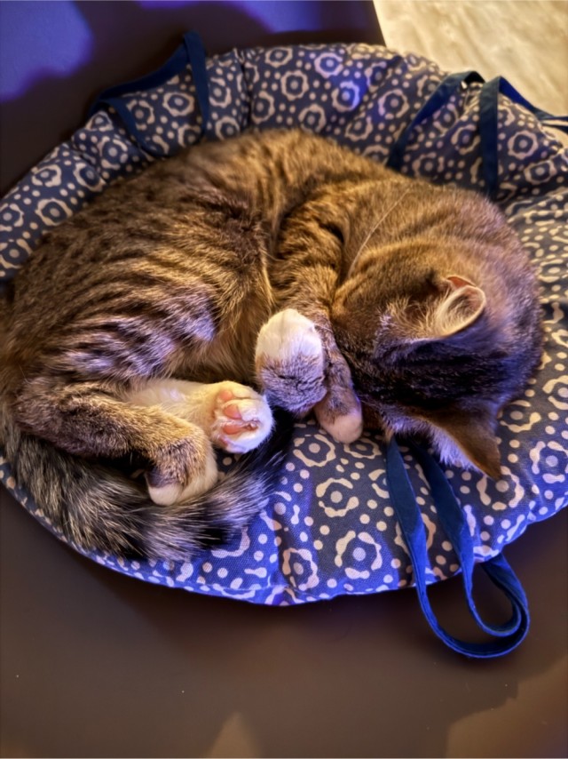 Прогнозист