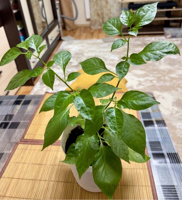 Домашние перцы. Вопросы.