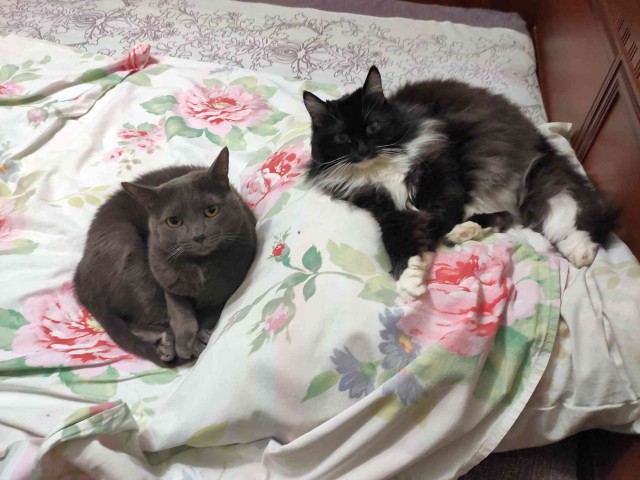 Жизнь кота