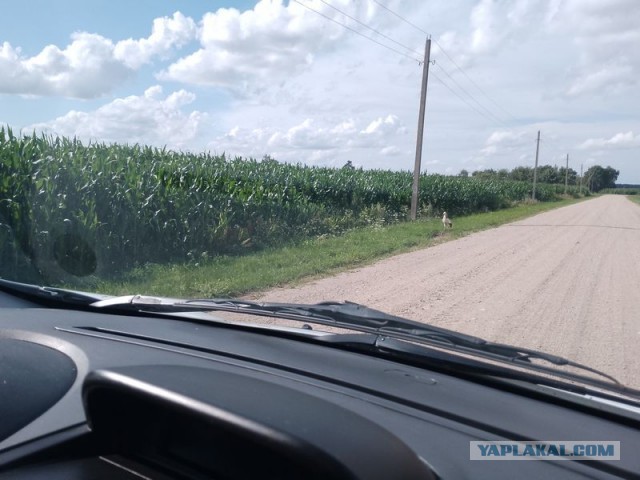 Жизнь домашнего приюта для котеек 553