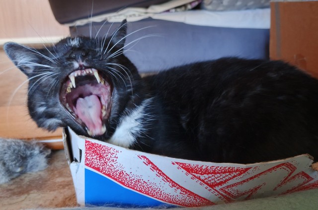 Умная кошка (кот)