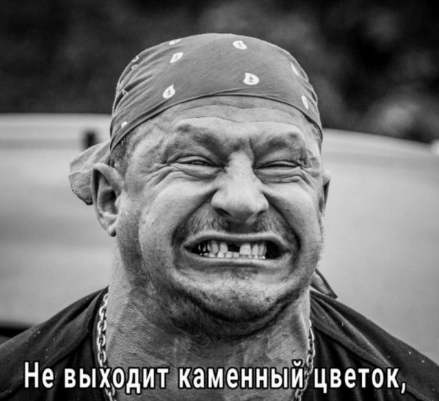 Вы сломали кота