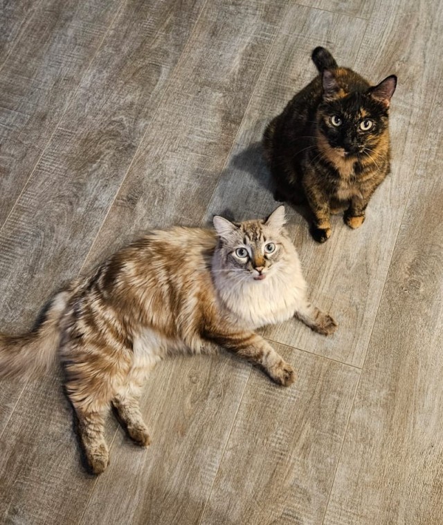 Котовторник.Наши модели