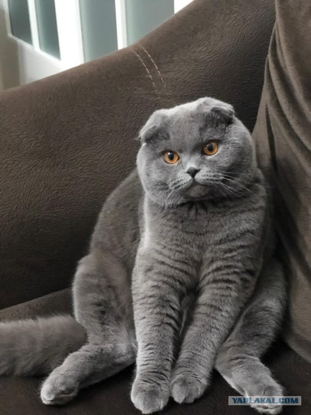 Нужен совет новому кошатнику!