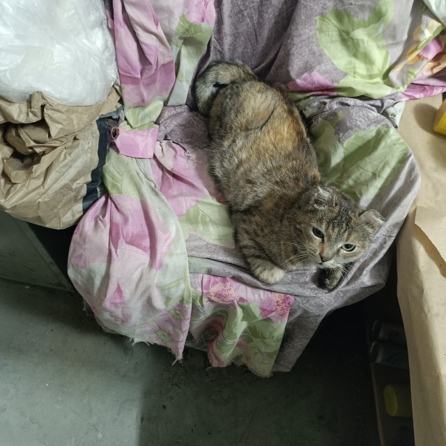 У нас теперь тоже котовторник