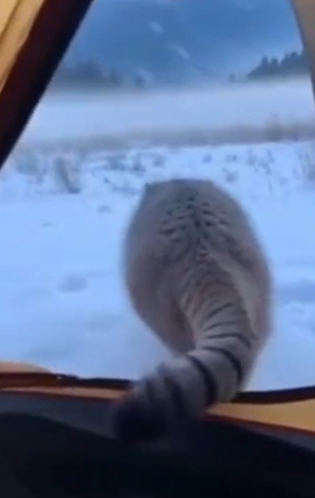 Вот такая история