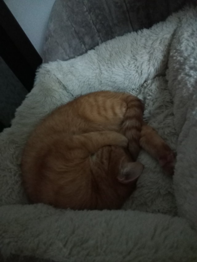 Котофторник жеж