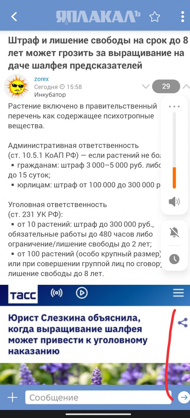 Штраф и лишение свободы на срок до 8 лет может грозить за выращивание на даче шалфея предсказателей