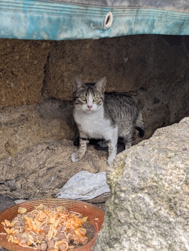 Котовторник из Палермо