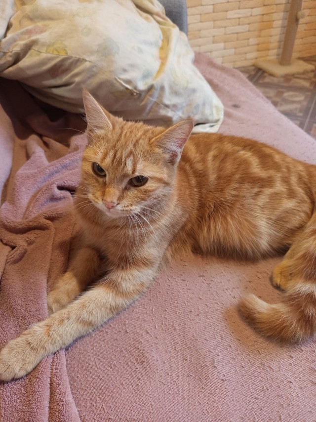Котовторник. Маруселла.