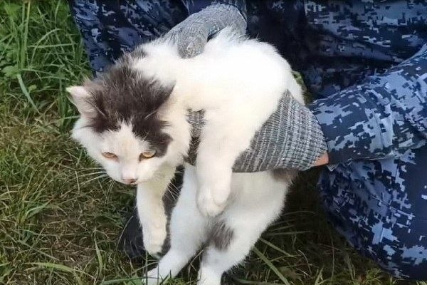 Кота-наркокурьера задержали у колонии в Нижегородской области