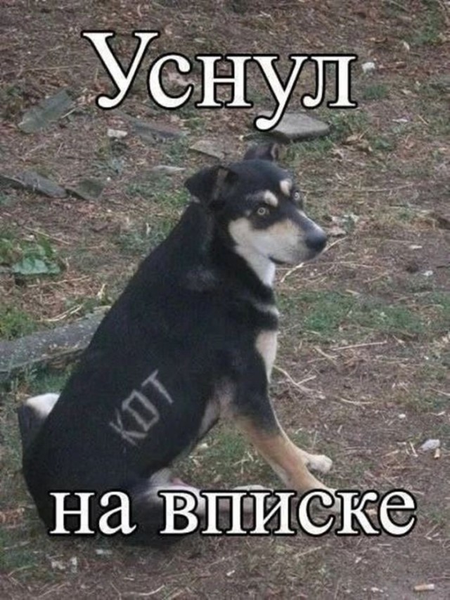 Картинки для деградации 251 (разной степени свежести)