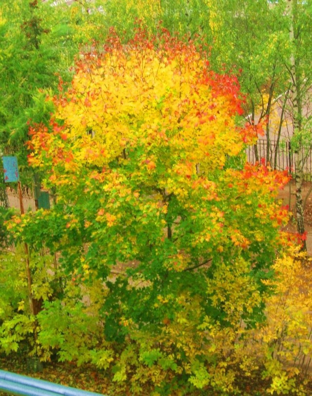 Все краски осени