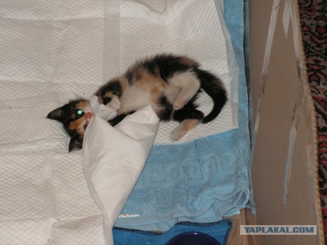 История одного "почти спасения".