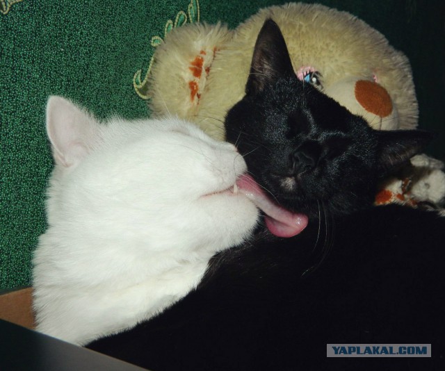 Котовторник 12.11.2013