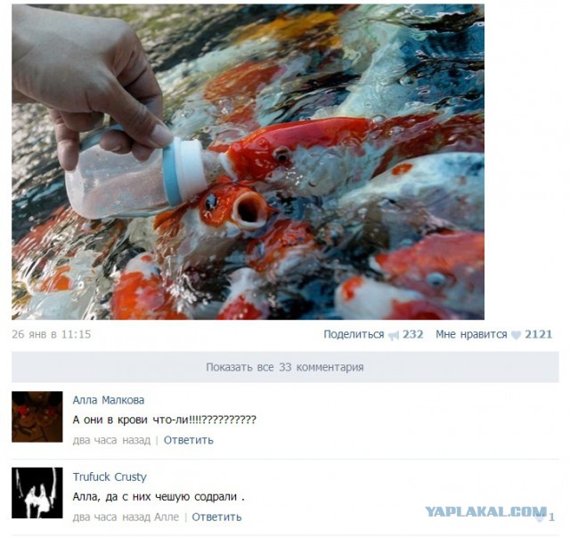 Смешные комментарии из социальных сетей