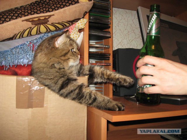 Как назвать питомца