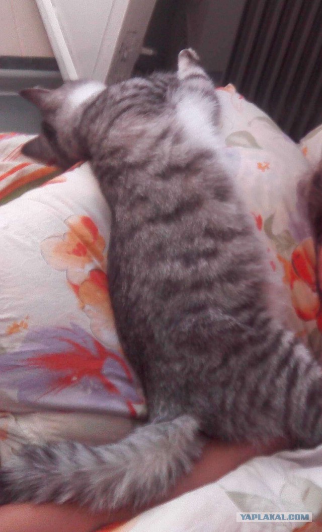 Котовторник 04.03.2014