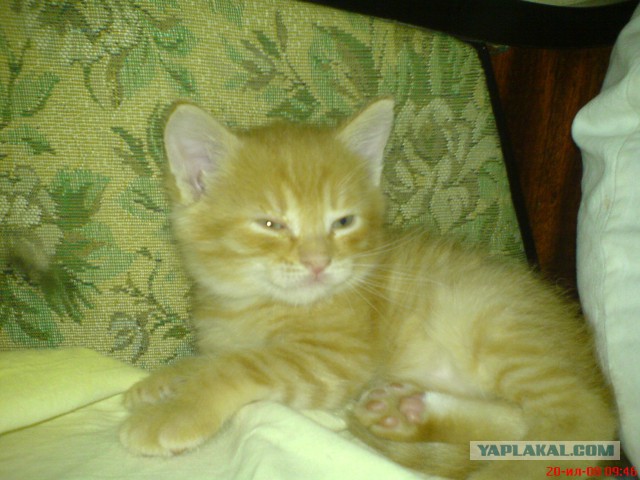 Котовторник 04.03.2014