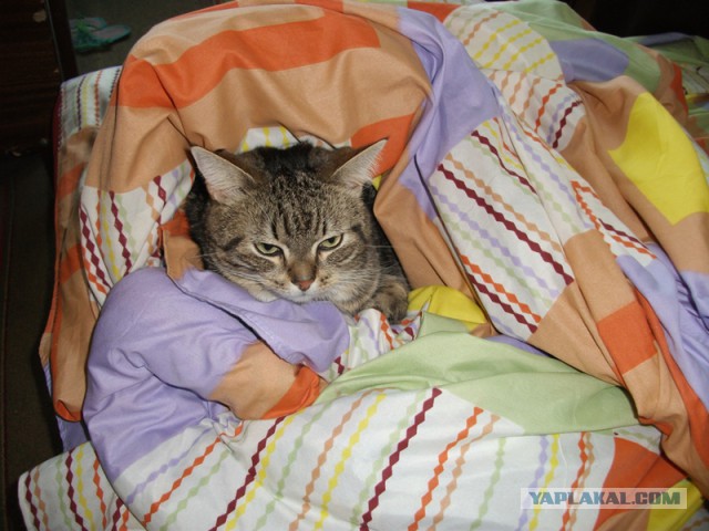Котовторник   15.04.2014