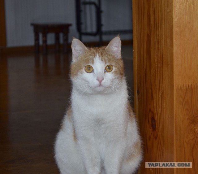Котовторник 29.04.14.
